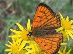 Lycaena edna