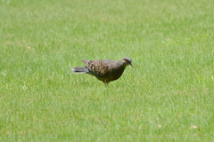 Streptopelia orientalis