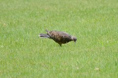 Streptopelia orientalis