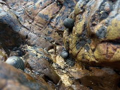 Nerita costata