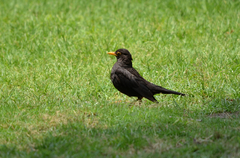 Turdus mandarinus