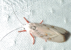 Brachybelistis neomorpha