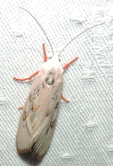 Brachybelistis neomorpha