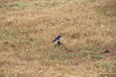 Hirundo dimidiata