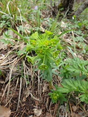 Euphorbia condylocarpa