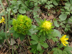 Euphorbia procera