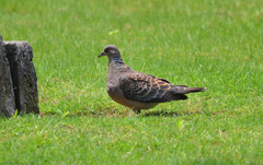 Streptopelia orientalis