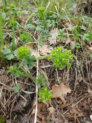 Euphorbia condylocarpa