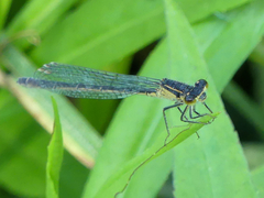 Ischnura elegans