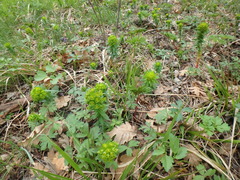 Euphorbia condylocarpa