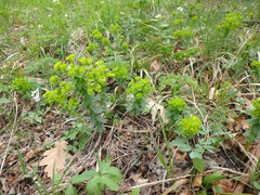 Euphorbia condylocarpa