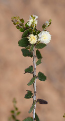 Acacia orbifolia