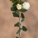 Acacia orbifolia - Photo 由 Chris Clarke 所上傳的 (c) Chris Clarke，保留部份權利CC BY-NC