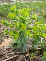 Euphorbia condylocarpa