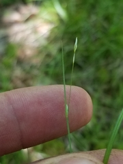 Carex trisperma