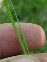 Carex trisperma