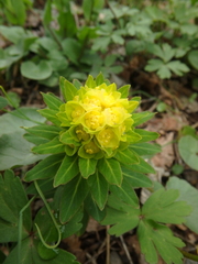 Euphorbia procera