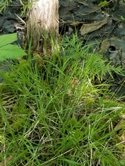 Carex trisperma