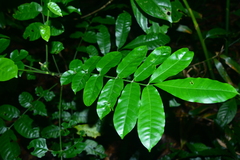 Dysoxylum parasiticum