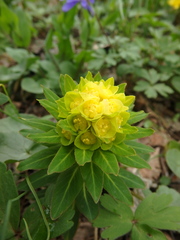 Euphorbia procera