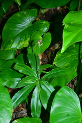 Habenaria pantlingiana