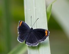 Charis cadytis