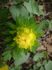 Euphorbia procera