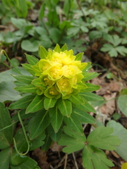 Euphorbia procera