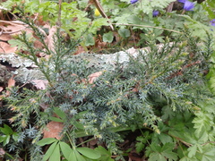 Juniperus foetidissima