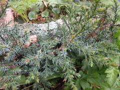 Juniperus foetidissima