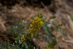 Lupinus croceus
