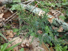 Juniperus foetidissima