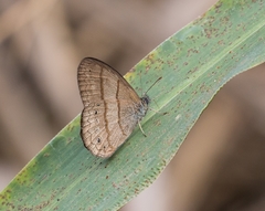 Paryphthimoides poltys