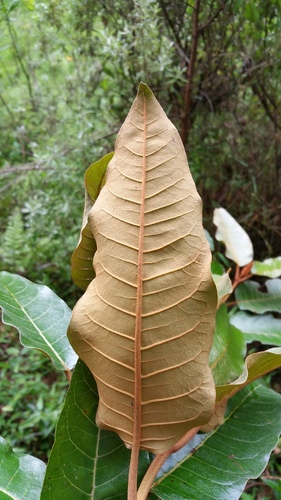 Mbura