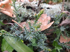 Juniperus foetidissima