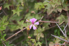 Pelargonium peltatum