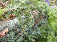 Juniperus foetidissima