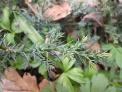 Juniperus foetidissima