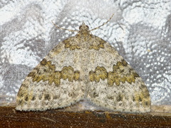 Entephria infidaria
