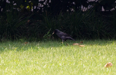 Acridotheres cristatellus