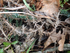 Juniperus foetidissima