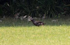 Acridotheres cristatellus