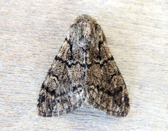 Ocneria atlantica