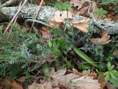 Juniperus foetidissima