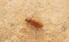 Cryptophagidae
