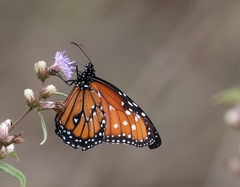 Danaus gilippus gilippus