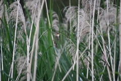 Acrocephalus arundinaceus