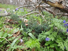 Juniperus foetidissima