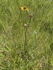 Helenium brevifolium