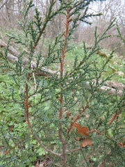 Juniperus foetidissima
